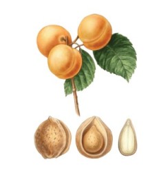 Bitter apricot kernels 200 g - 1