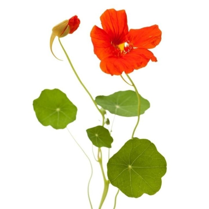 Nasturtium - 1