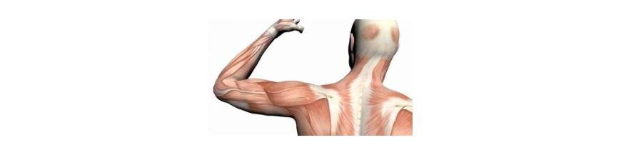Starke Muskeln schützen unseren Rücken und Gelenke
